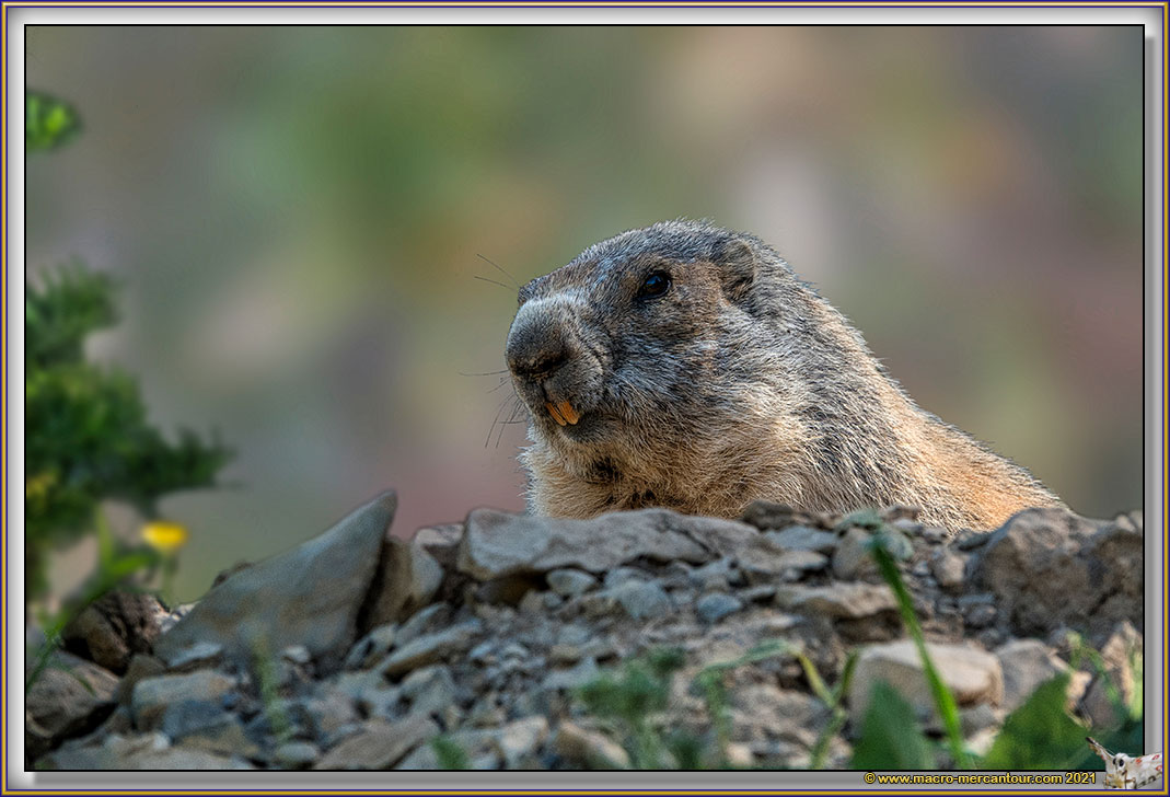 MARMOTTES